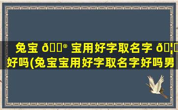 兔宝 💮 宝用好字取名字 🦟 好吗(兔宝宝用好字取名字好吗男孩)